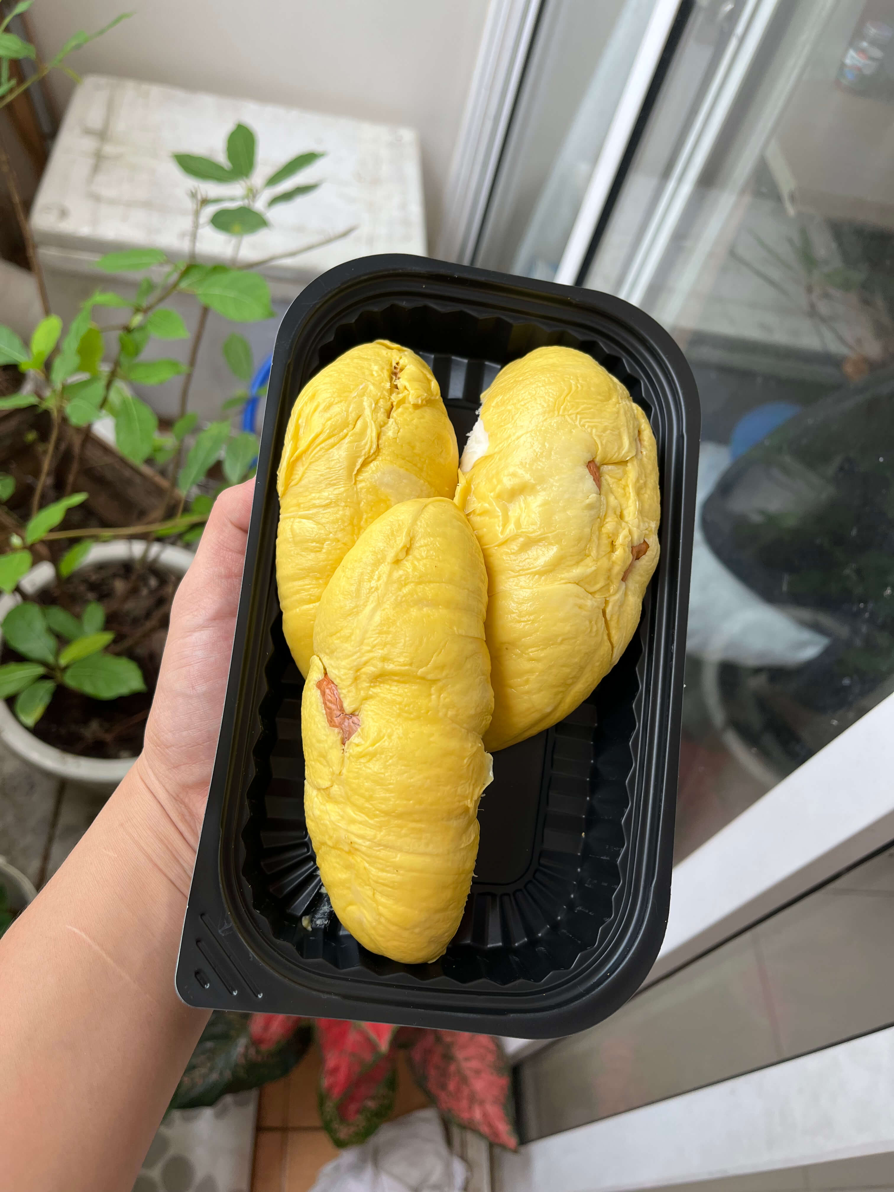 Musangking Miền Đông - Vàng nghệ